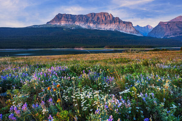 a variety of flowers in a field in front of mountains at glacier national park