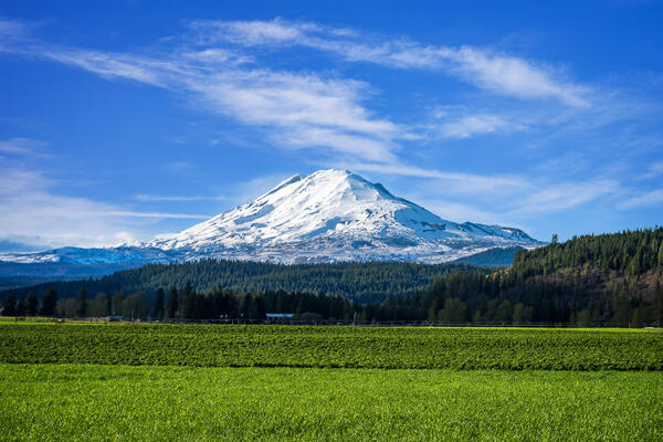 Washington landscape scene of a snow covered Mount Adams rising above a bright green field on a farm with beautiful blue skies