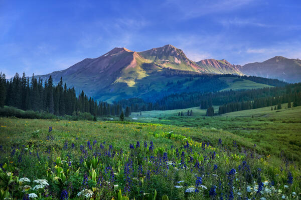 Colorado landscape view of wildflowers in front of the mountains near crested butte colorado