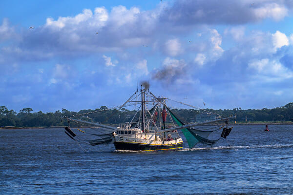 Blue and white commercial shrimp boat returing to port with dozens of seabirds on it's masts