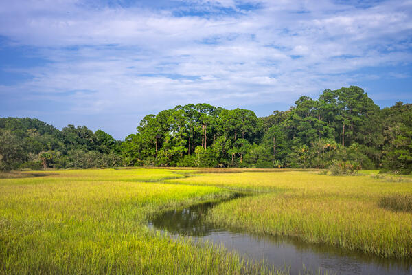 A green summer marsh in Florida with a river winding thought it