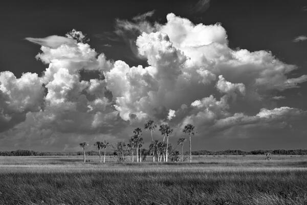 Florida black and white landscape scene of sabal palms in an open marsh with billowing white clouds above them