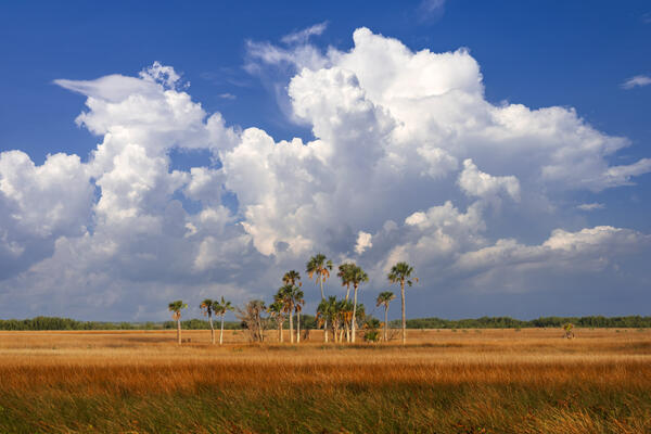 Florida lanscape scene of Sabal palms in marsh grass backed by dramatic billowing white clouds