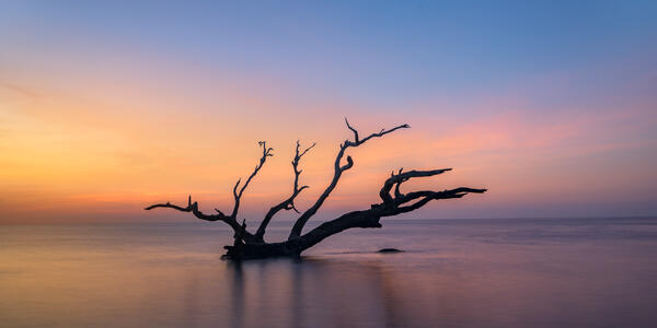 Remnats of a tree at sunrise in calm water with colorful skies