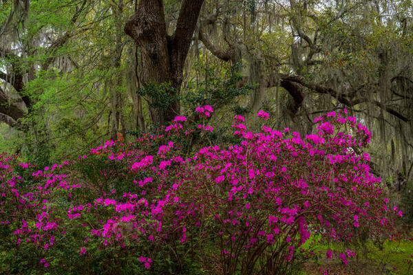 South Carolina landscape scene of magenta colored flowers in bloom at Magnolia Plantation