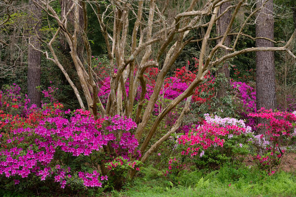 South Carolina landscape scene of red and pink Azalea flowers surrounding a tree at magnolia plantation