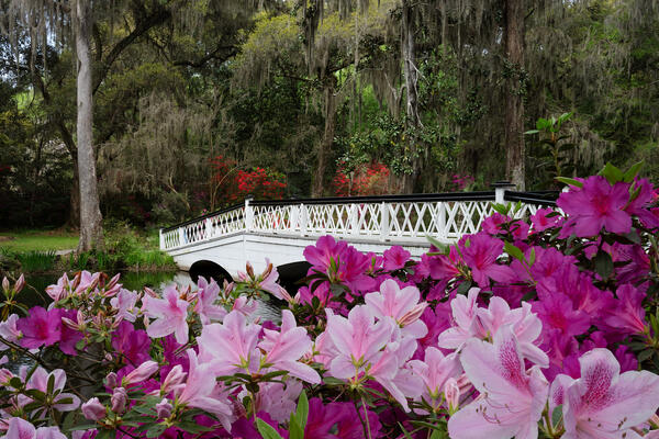 South Carolina landscape scene of pink and red Azalea flowers and a white footbridge at the Magnollia Plantation