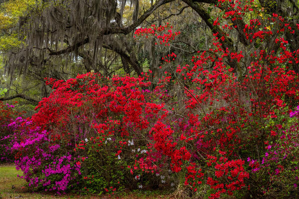 South Carolina landscape scene of red azalea flowers in full bloom at magnolia plantation