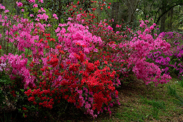 South Carolina landscape scene of pink and red azalea flowers at magnolia plantation