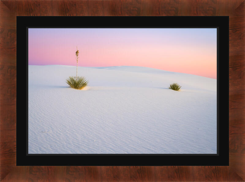 Two Yucca Plants On Dune White Sands Natl Park Photo | Fine Art Two Yucca Plants On Dune White Sands Natl Park Photo | Fine Art