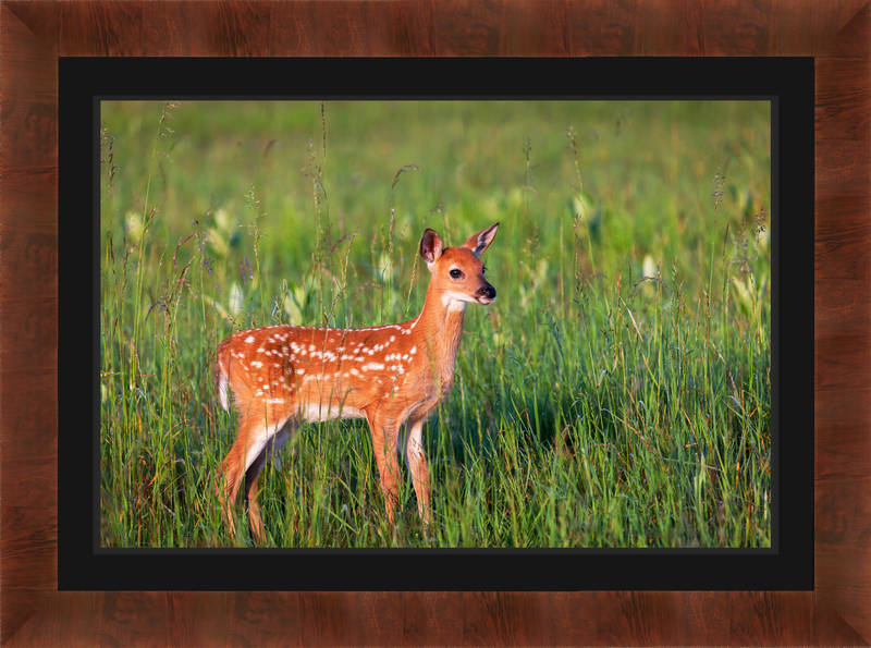 Whitetail Deer Fawn Ready To Run Fine Art Photo Print | Fine Art