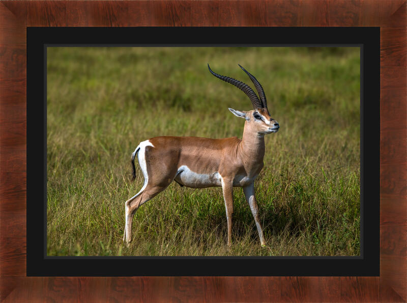 African Gazelle standing Very Still Fine Art Photo Print | Fine