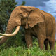 Big Bull