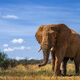 An Elephant Morning