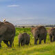 Following