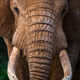 Tusks