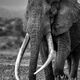 Super Tusker