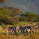 African Stripes