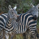 Double Stripes