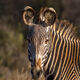 Grevy's Ears