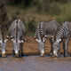 Zebra Six Pack