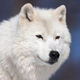 Arctic Fluff