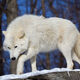 White Stealth