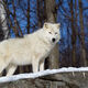 Winter Wolf