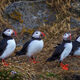 Guarding The Nests