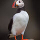 Orange Feet