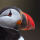 Stitched-On Beak