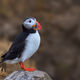Posed On A Rock
