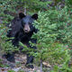 Bear In The Woods