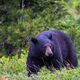 Black Bear-Extra Large