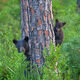 Peaking Around