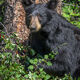 Berry Bear