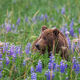 Flower Bear