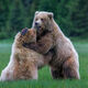 The Upper Paw