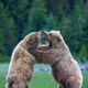 Playful Discussion