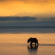 Sunrise Bear
