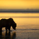 Pre-Dawn Bear