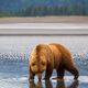 Double Bear