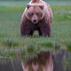 Reflected Bear