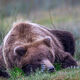 Nap Time