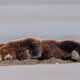 Sleeping Beach Bear