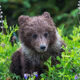 Flower Cub