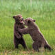 Pushing And Shoving