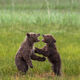 Cub Conflict