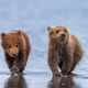 Just Us Cubs