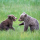 Cub Confab